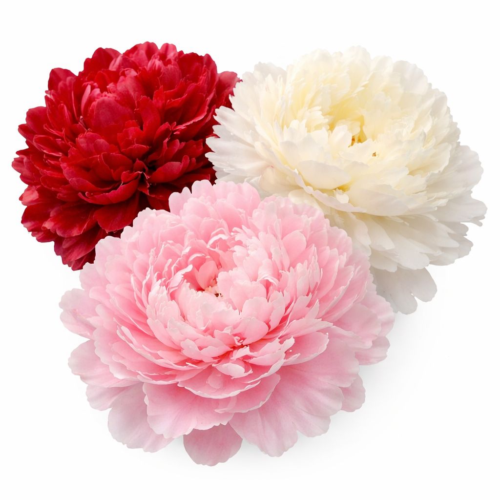 Peony - Mix - Pack of 3