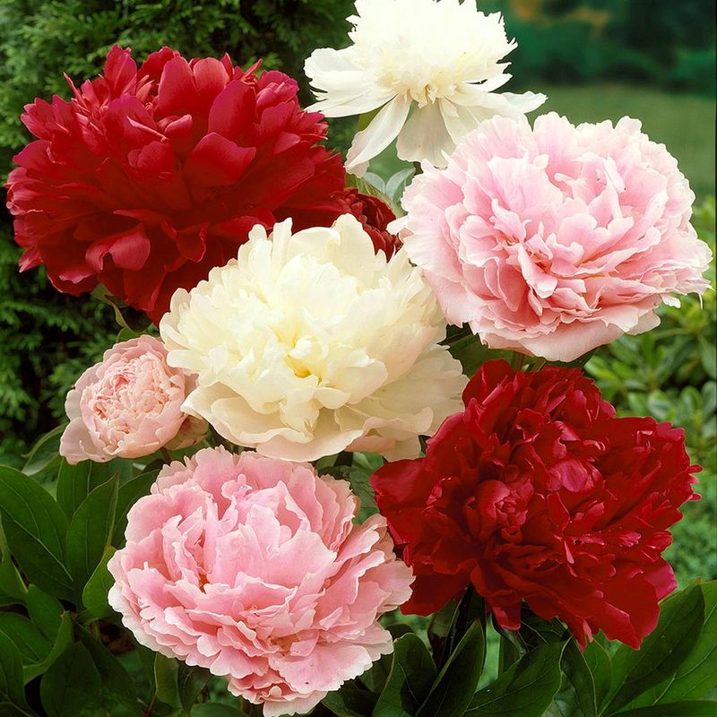 Peony - Mix - Pack of 3