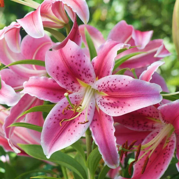Lily - Oriental Stargazer - Pack of 5