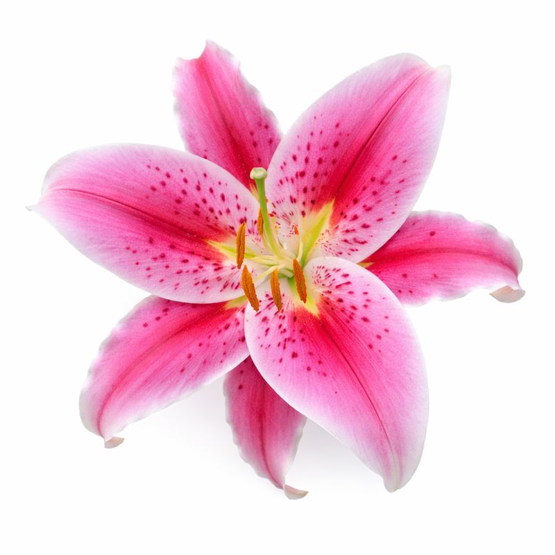 Lily - Oriental Stargazer - Pack of 5