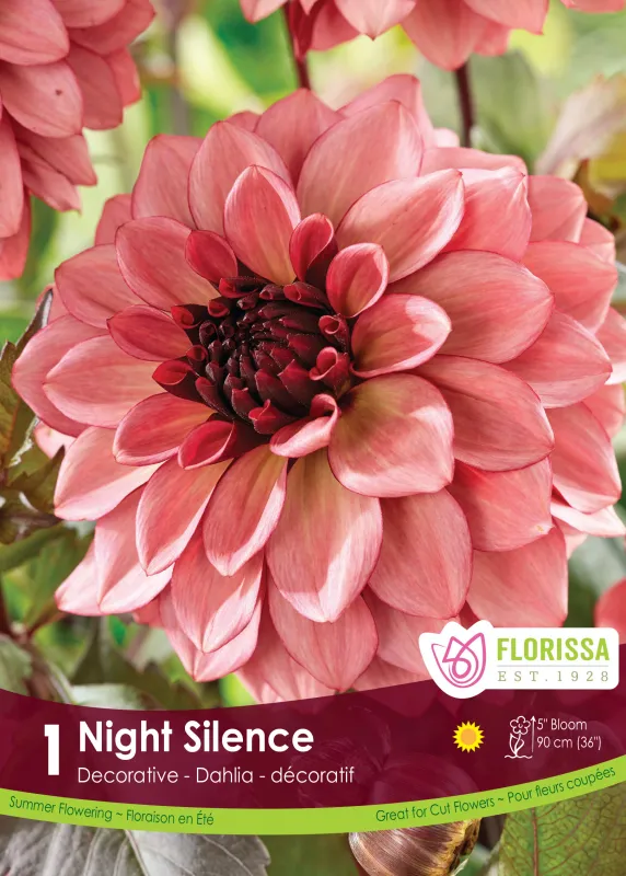 Dahlia - Night Silence