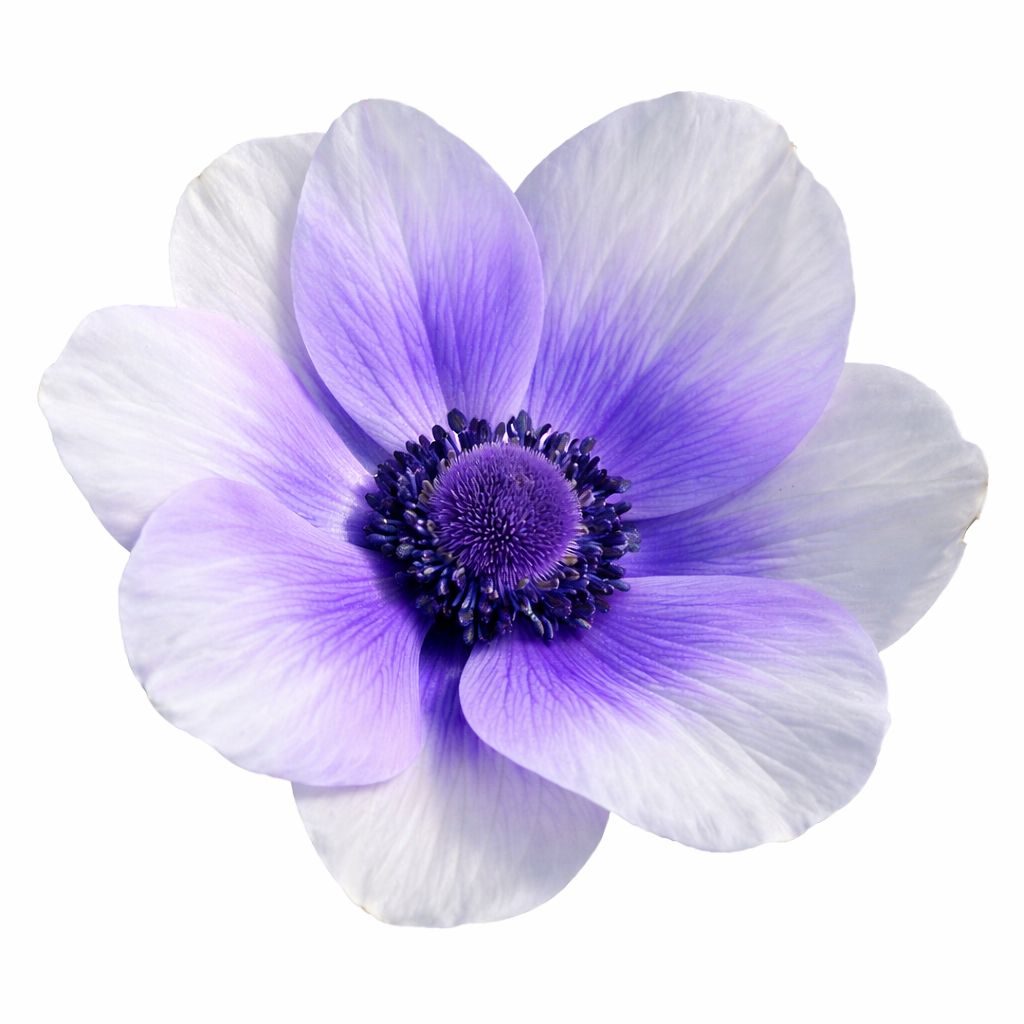 Anemone - Rainbow Blueberry - Pack of 5