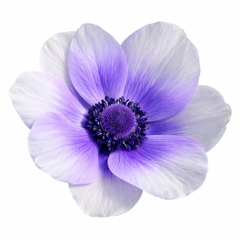 Anemone - Rainbow Blueberry - Pack of 5