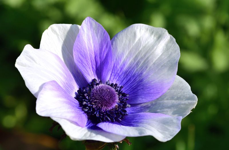 Anemone - Rainbow Blueberry - Pack of 5