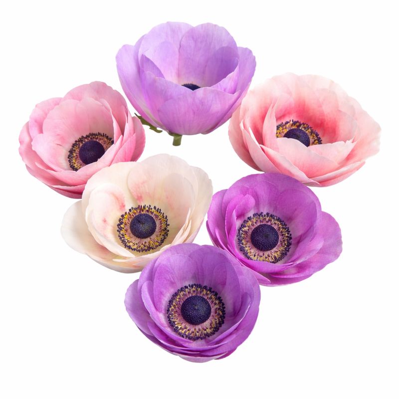 Anemone - Carmel Pastel Mix - Pack of 5