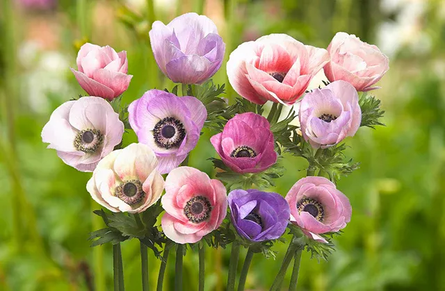 Anemone - Carmel Pastel Mix - Pack of 5