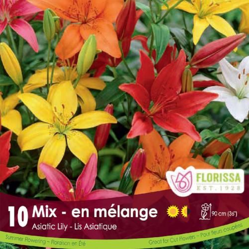 Lily - Asiatic Mix - Pack of 10