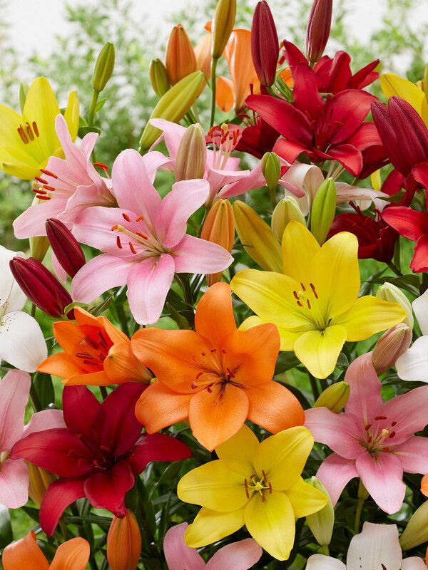Lily - Asiatic Mix - Pack of 10