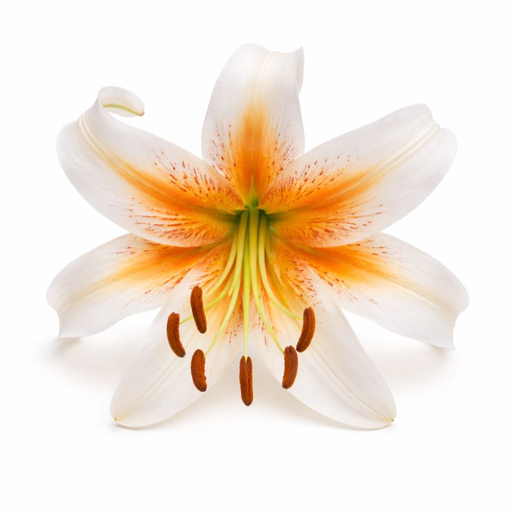 Lily - Novelty Lady Alice