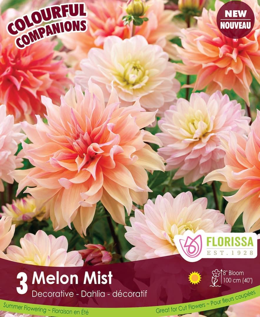 Comp Melon Mist - Pack of 3