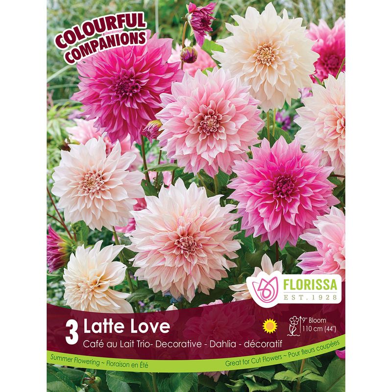 Comp Latte Love - Pack of 3