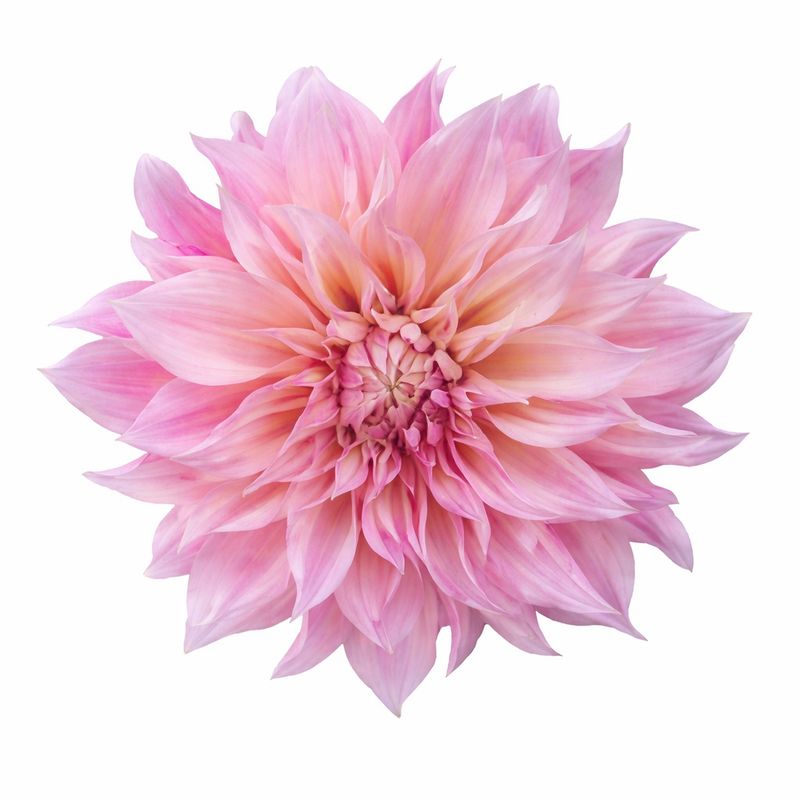 Comp Latte Love - Pack of 3