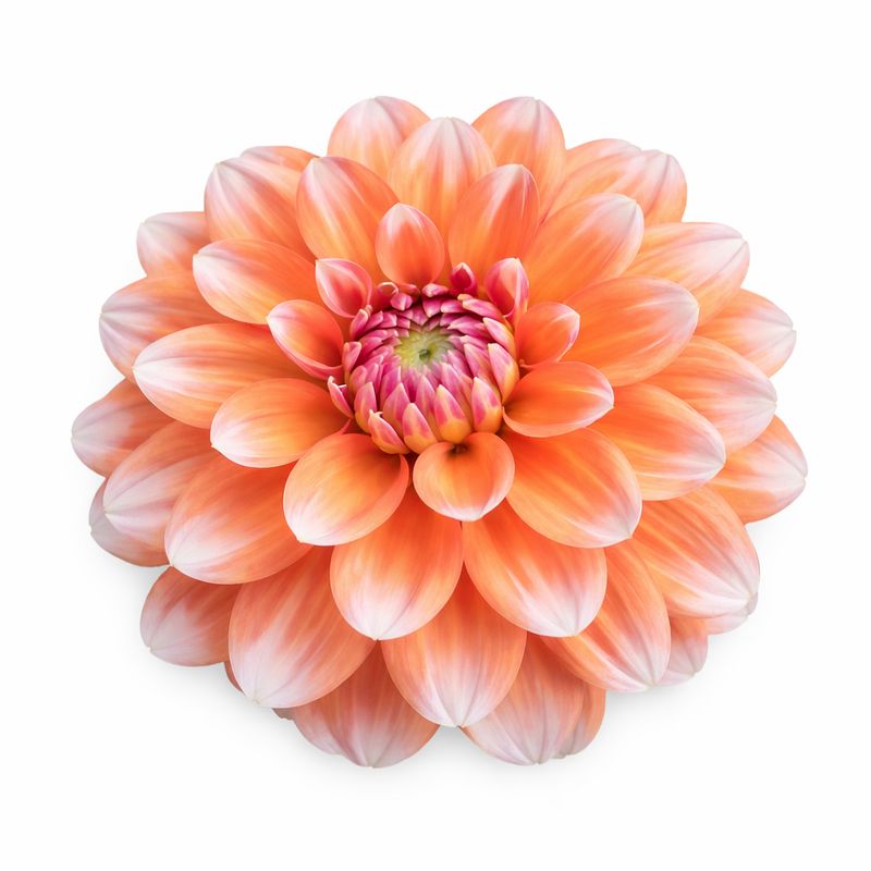 Dahlia - Peaches and Vanilla