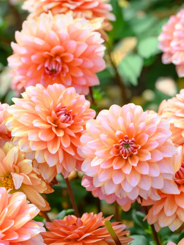 Dahlia - Peaches and Vanilla