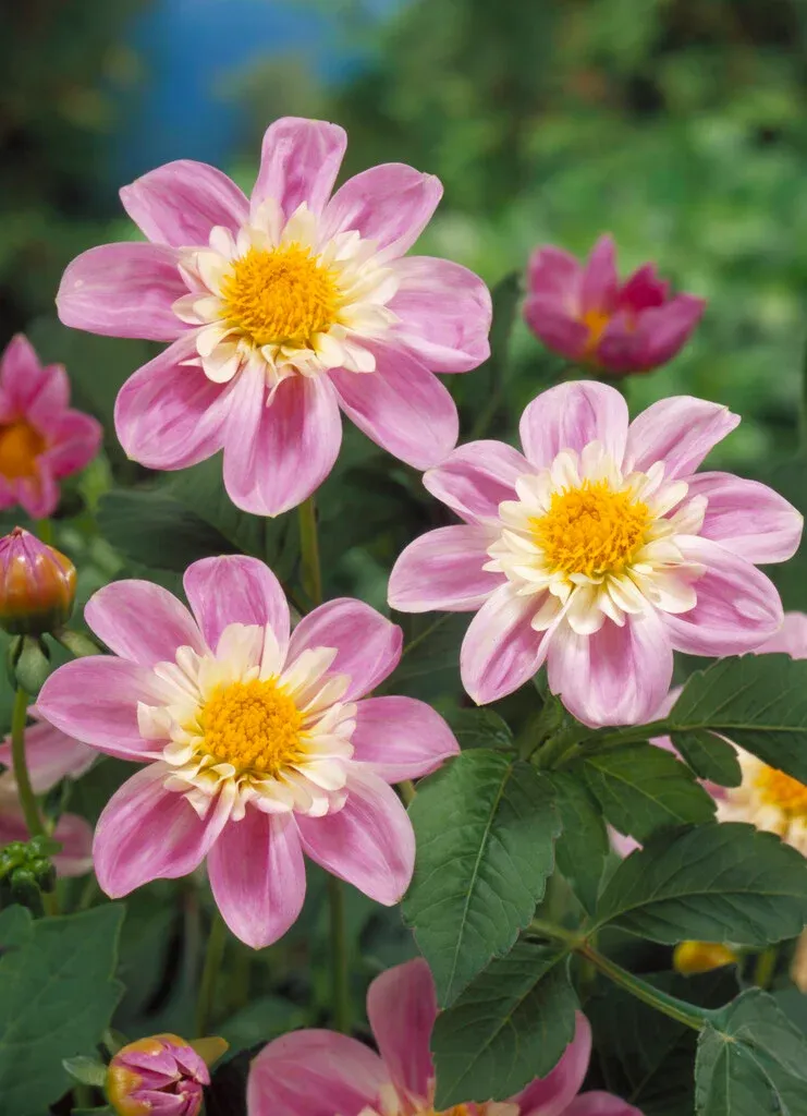 Dahlia - Impression Famoso