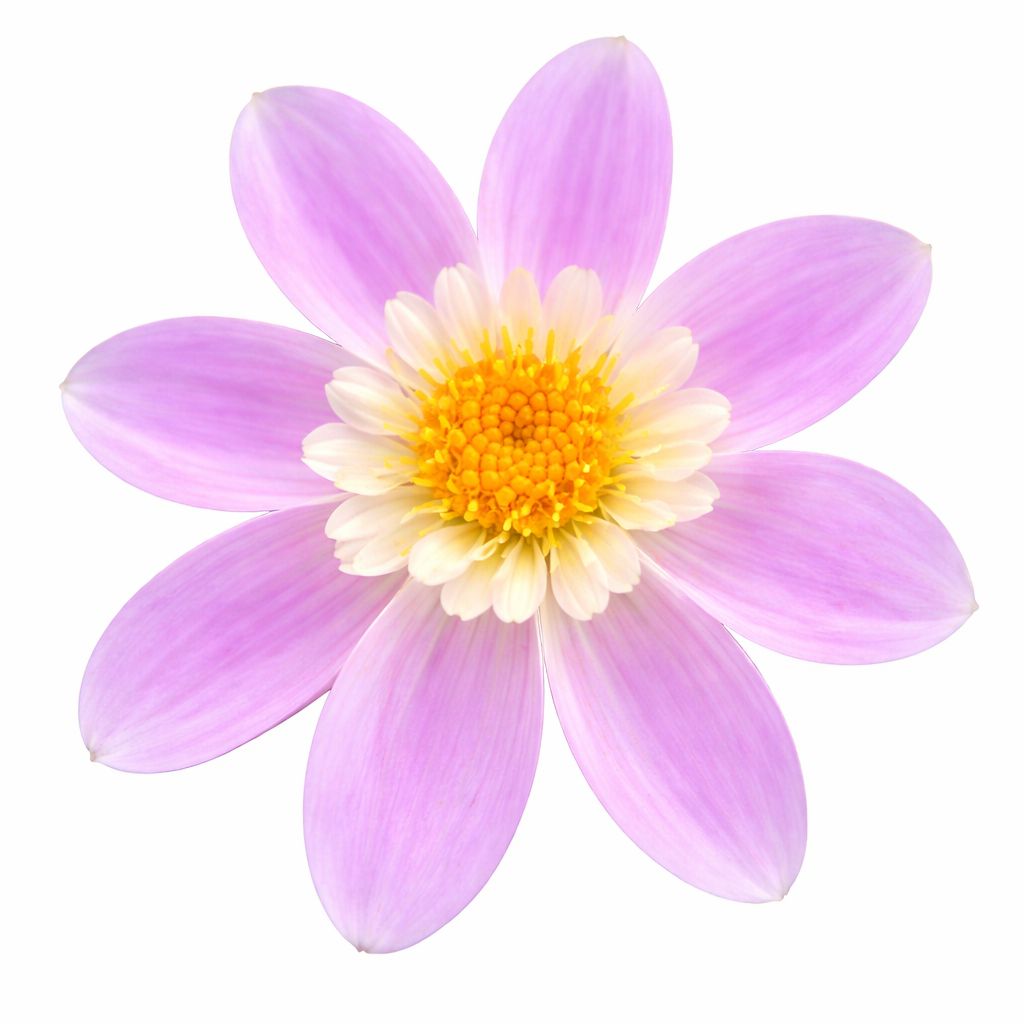 Dahlia - Impression Famoso