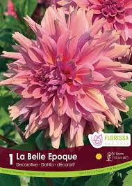 Dahlia - La Belle Epoque Premium