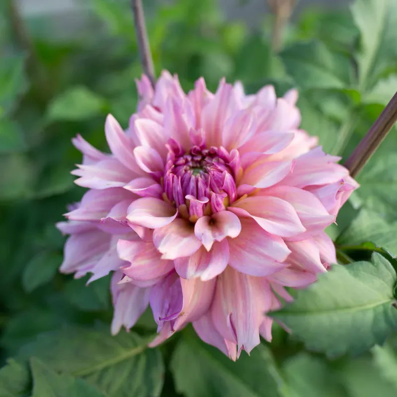 Dahlia - La Belle Epoque Premium