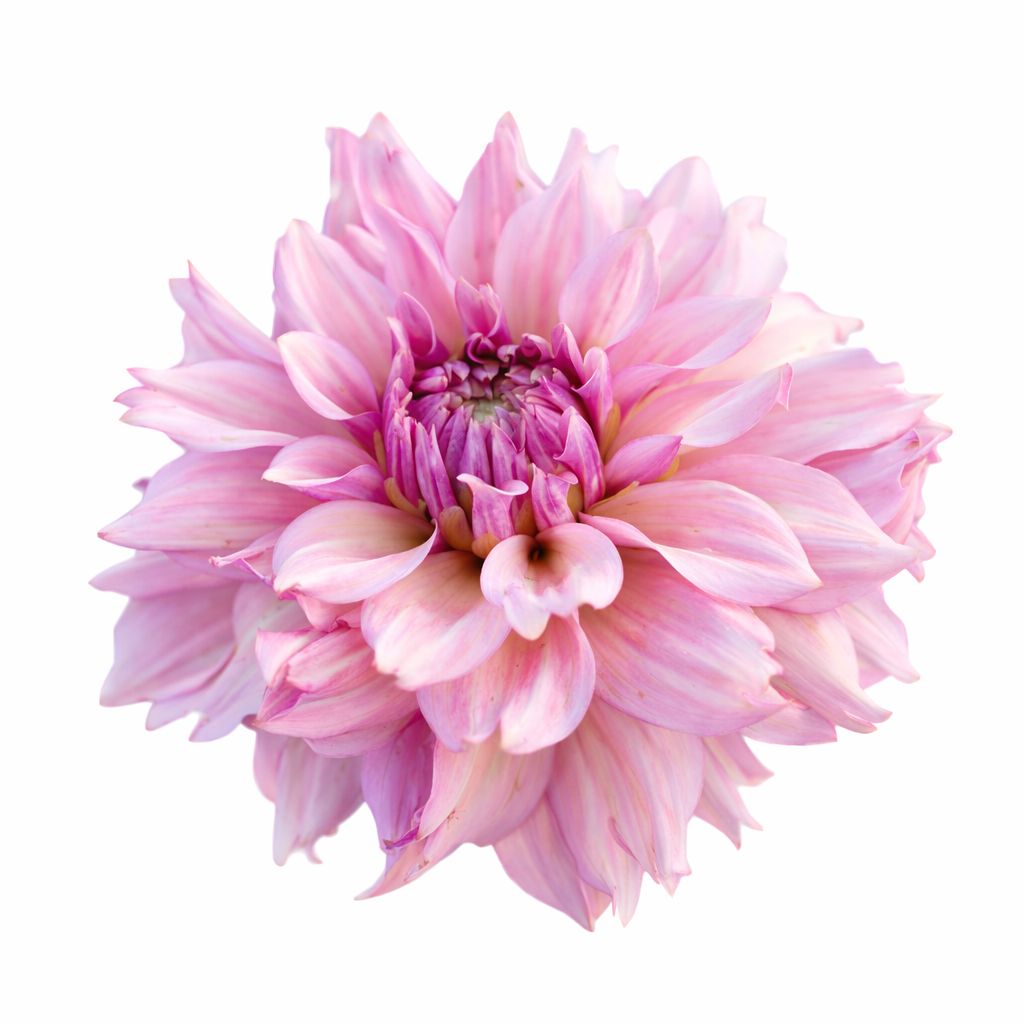 Dahlia - La Belle Epoque Premium
