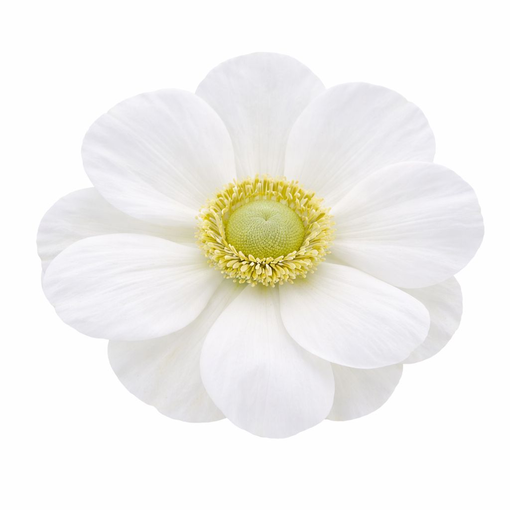 Anemone - The Bride - Pack of 10