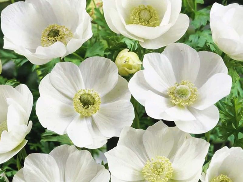 Anemone - The Bride - Pack of 10