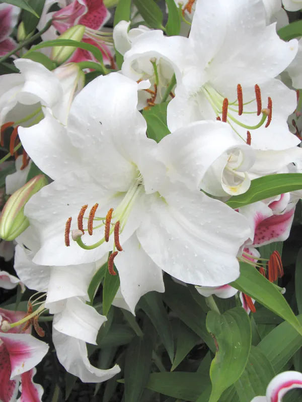 Lily - Oriental Casablanca - Pack of 3