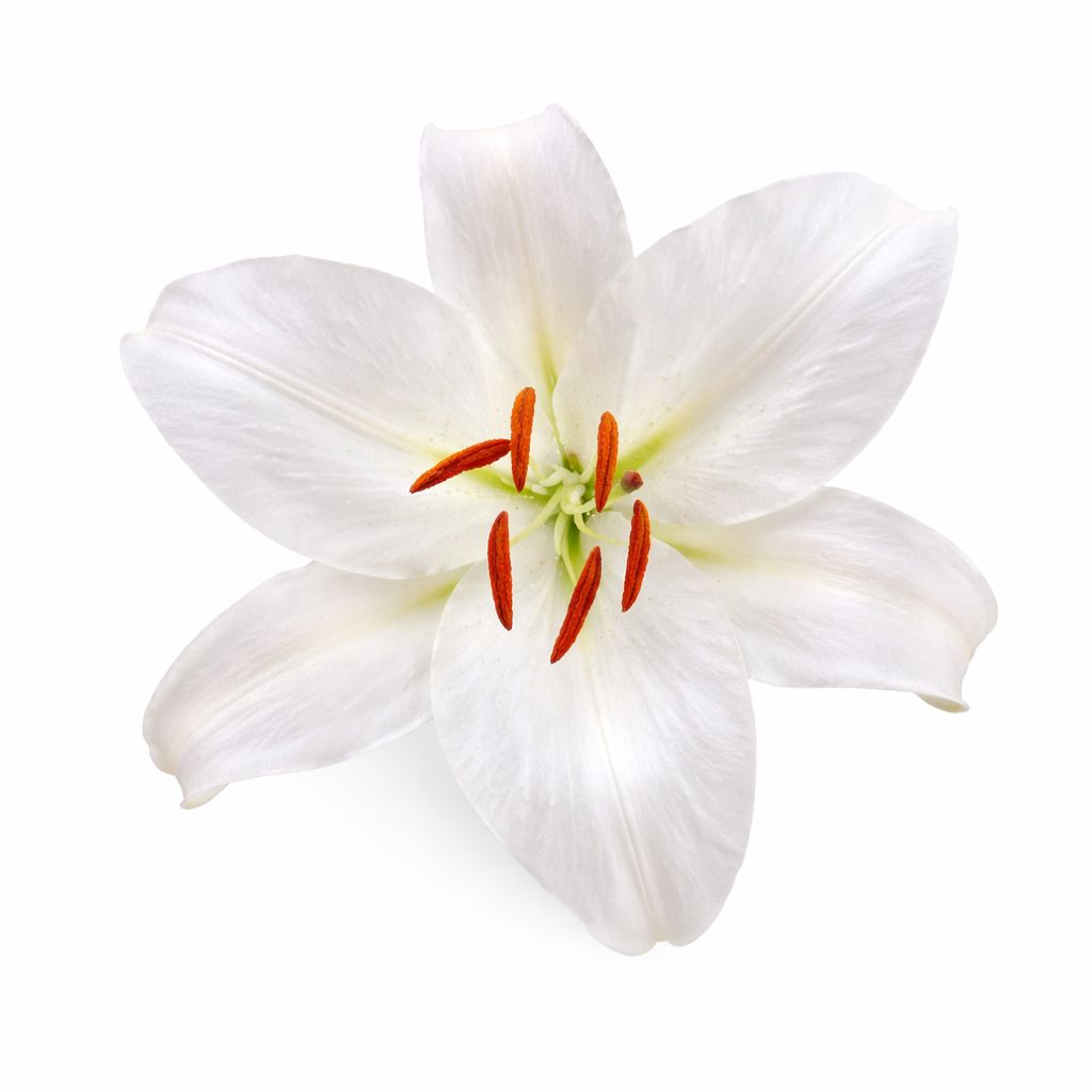 Lily - Oriental Casablanca - Pack of 3