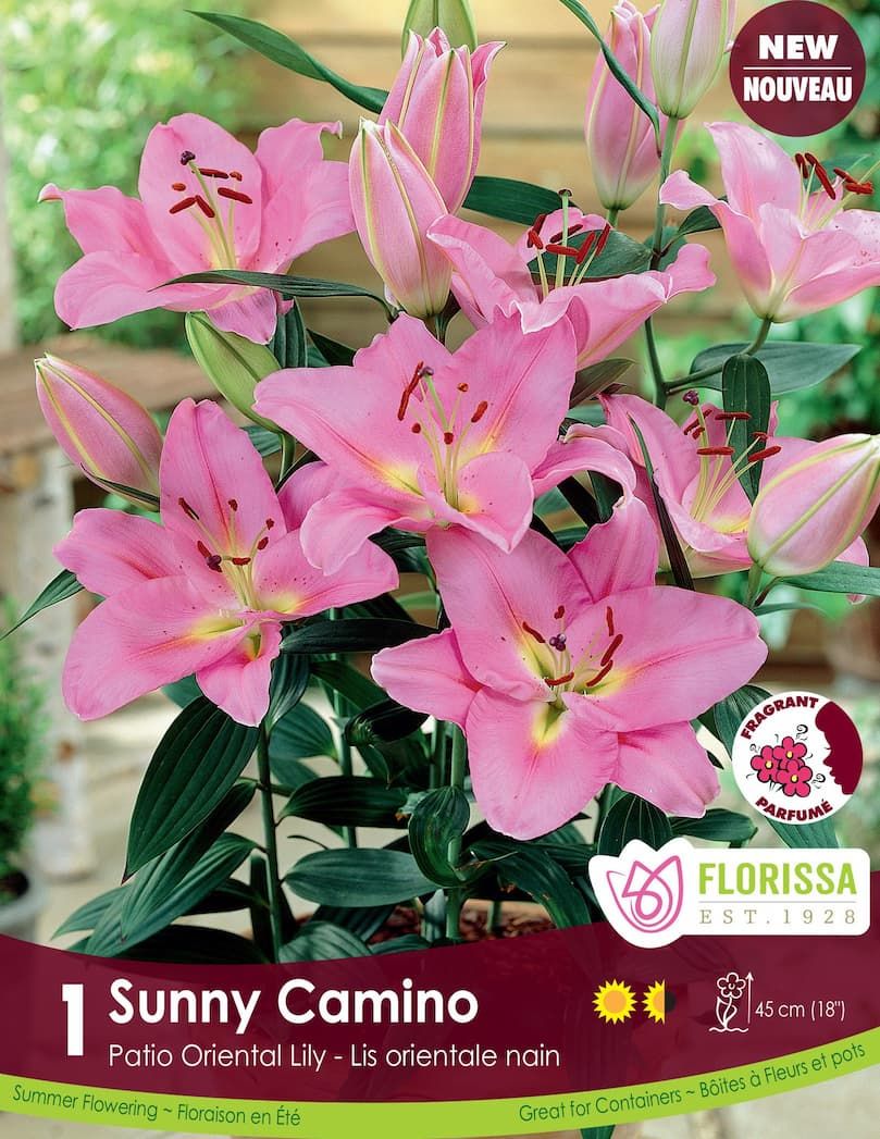 Lily - Oriental Pot Sunny Bliss
