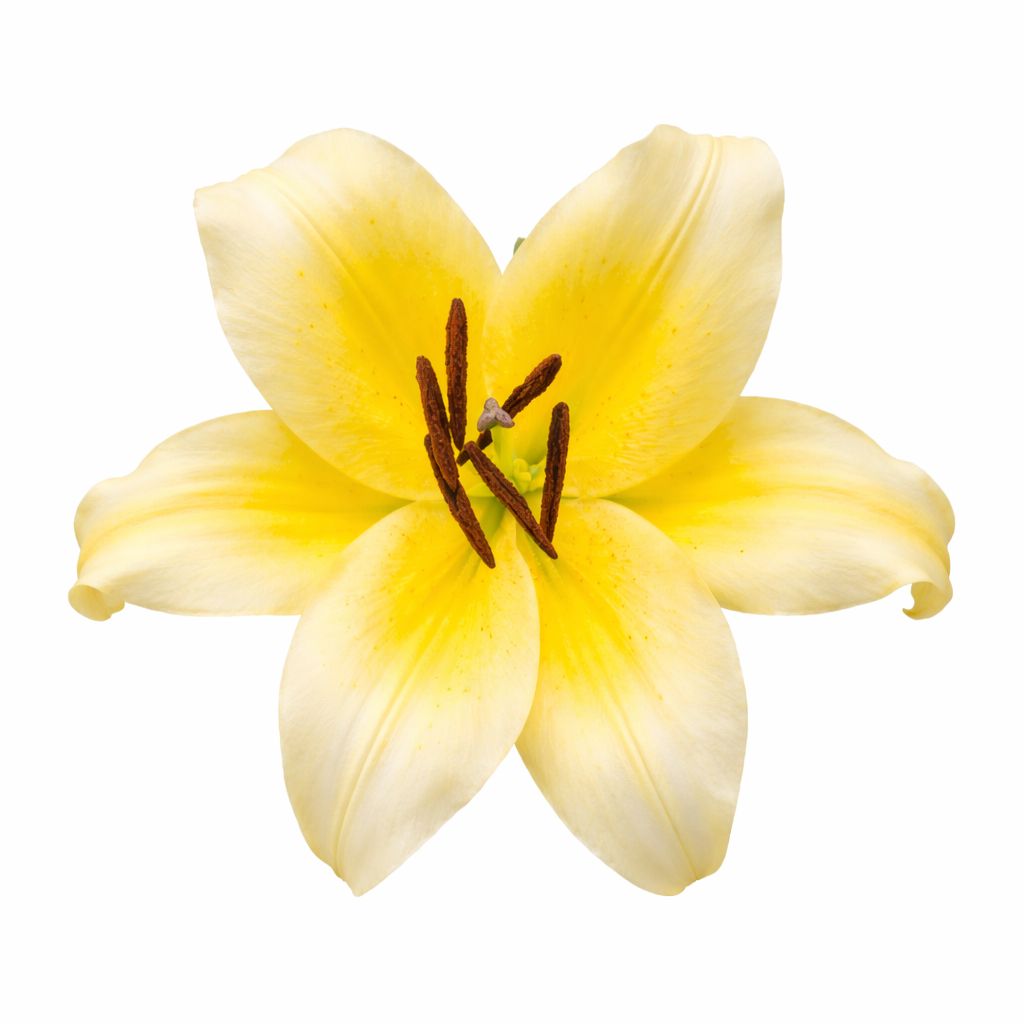 Lily - Oriental Pot Sunny Bliss