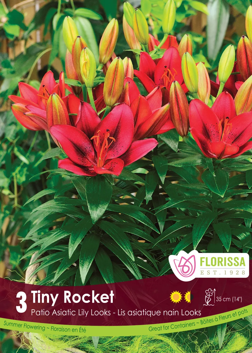 Lily - Pot Tiny Rocket - Pack of 3