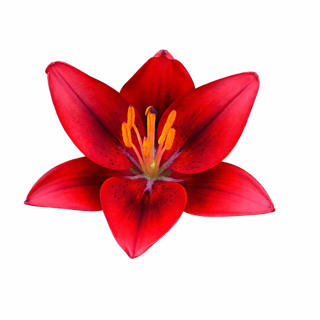 Lily - Pot Tiny Rocket - Pack of 3