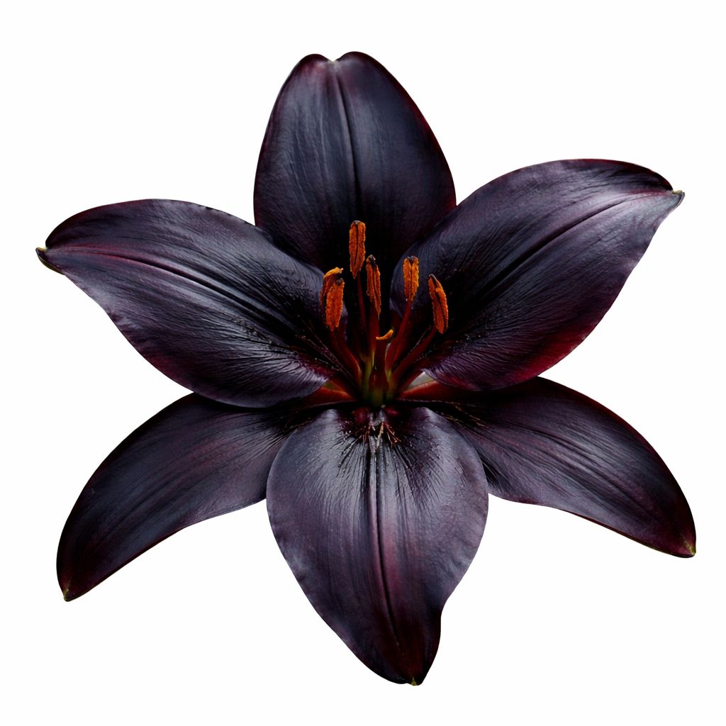 Lily - Novelty Blackship