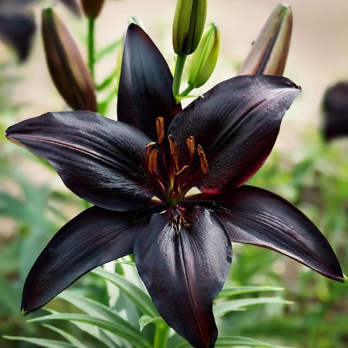 Lily - Novelty Blackship