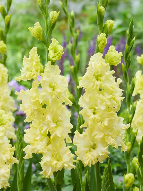 Gladiolus - Lemonlicious - Pack of 8