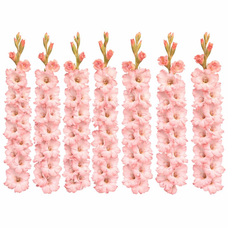 Gladiolus - Friendship Pink - Pack of 8