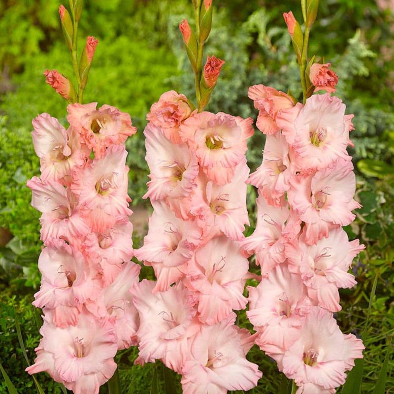 Gladiolus - Friendship Pink - Pack of 8