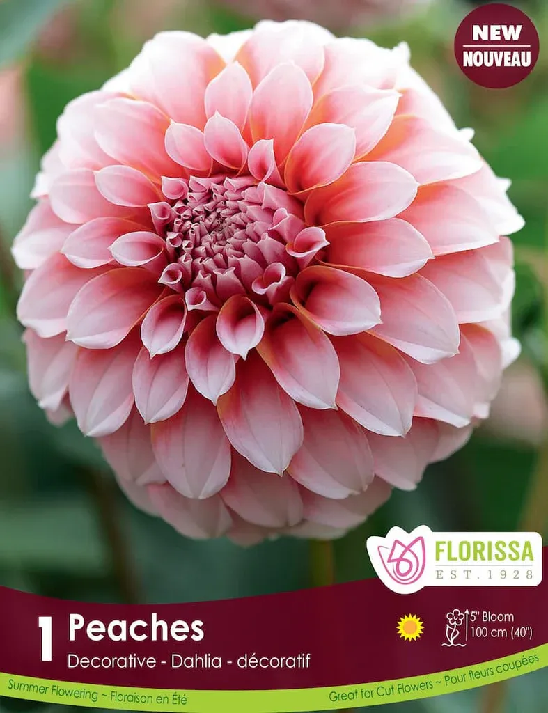 Dahlia - Peaches Premium