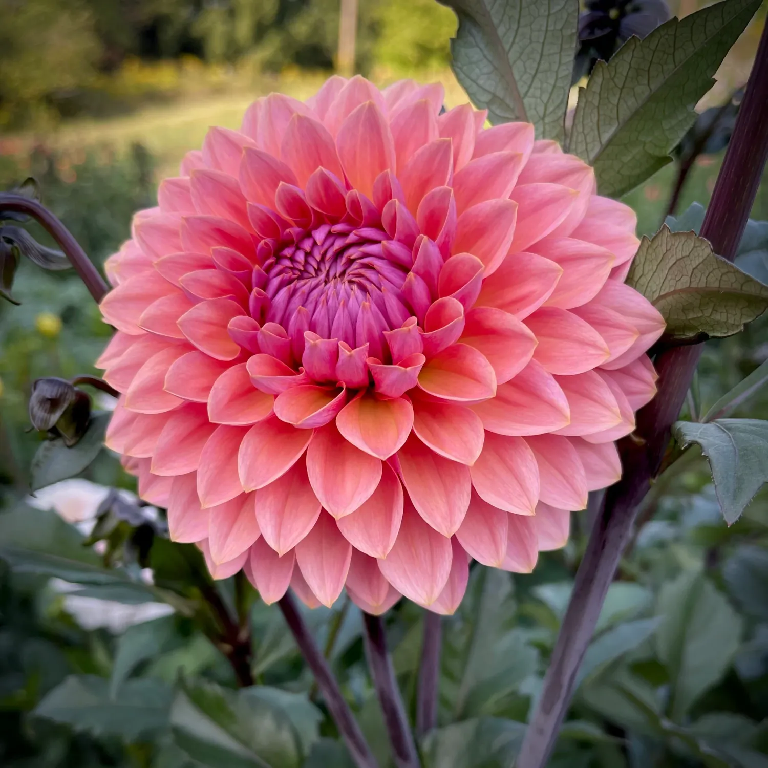 Dahlia - Sweet Sanne