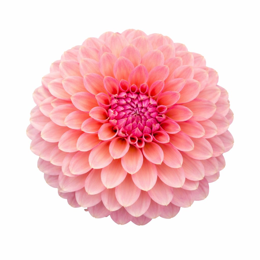 Dahlia - Sweet Sanne