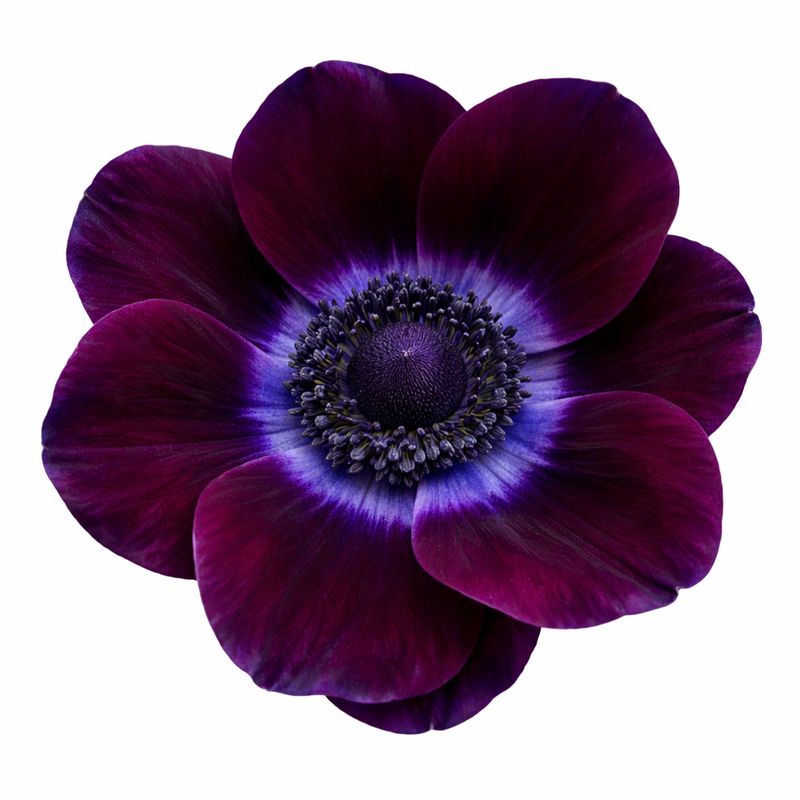 Anemone - De Caen Bordeaux - Pack of 5