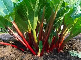 Rhubarb - Crimson Cherry
