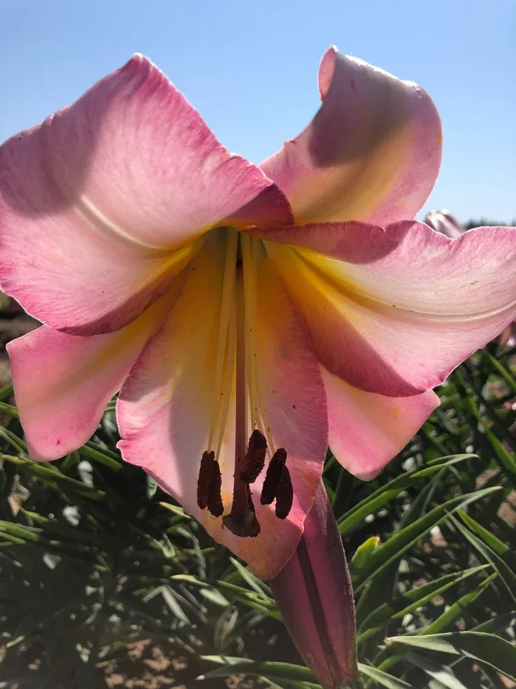 Lily - Oriental Trumpet Beijing Moon