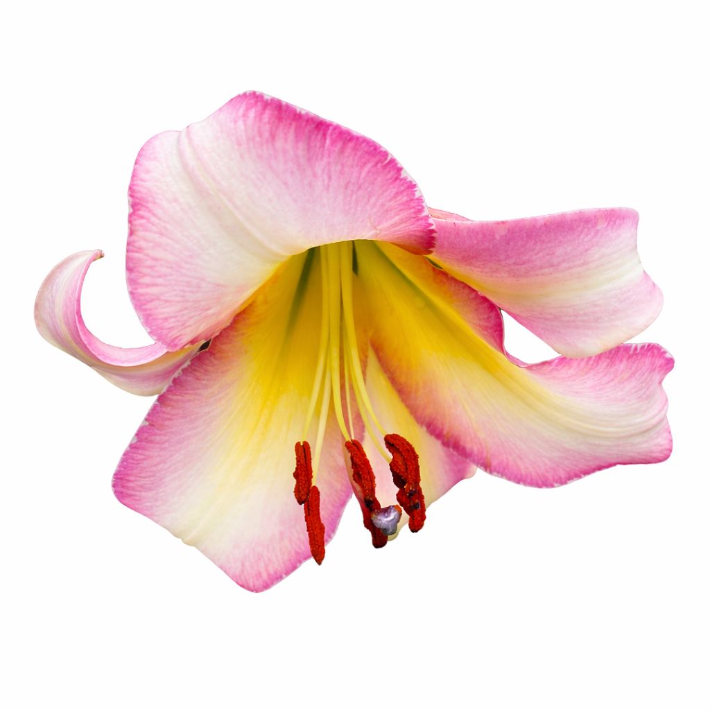 Lily - Oriental Trumpet Beijing Moon