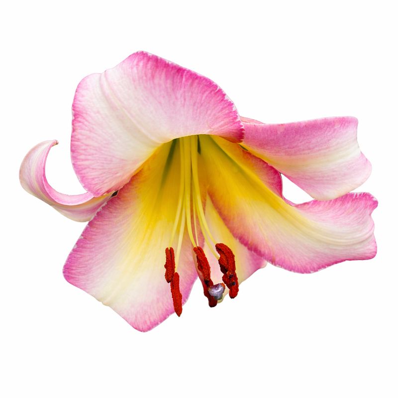 Lily - Oriental Trumpet Beijing Moon