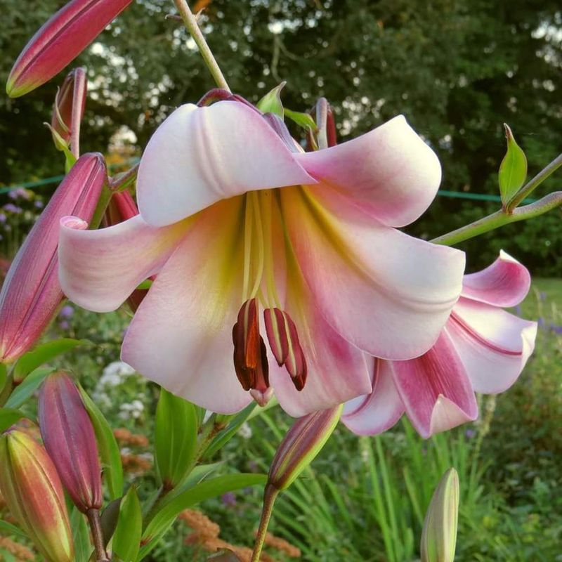 Lily - Oriental Trumpet Beijing Moon