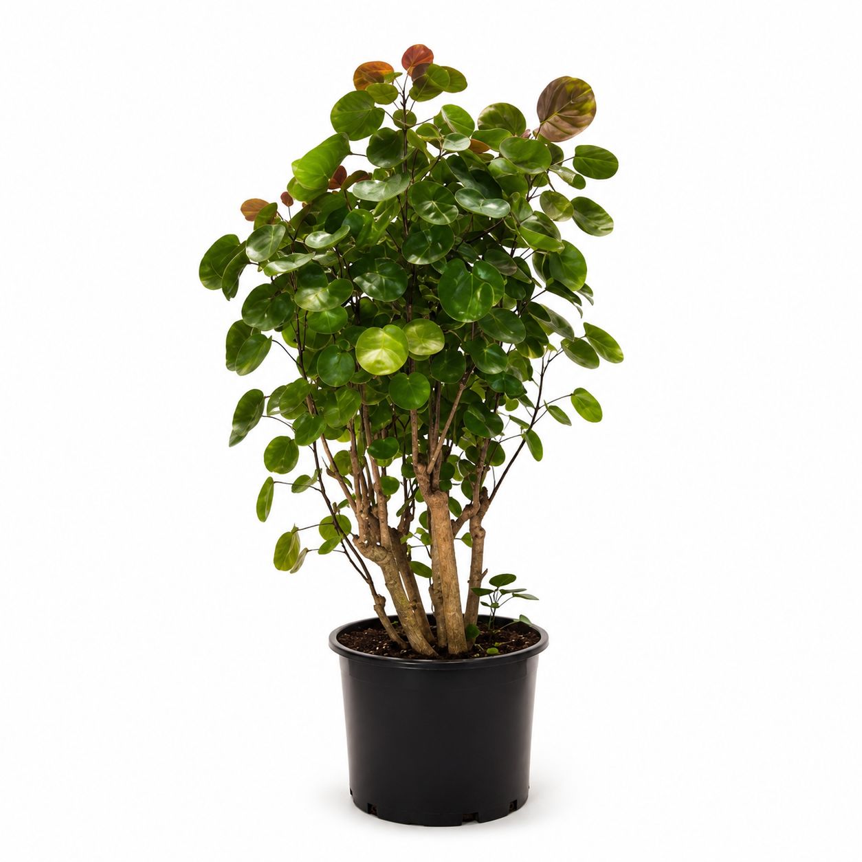Aralia Fabian Stump 12"