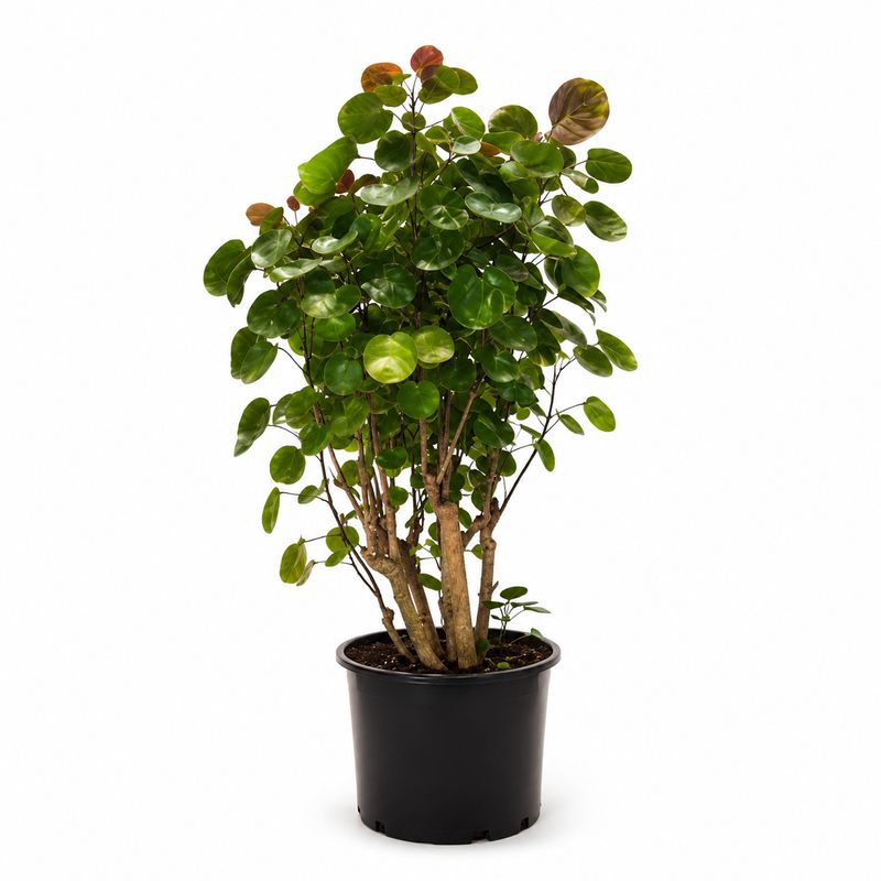 Aralia Fabian Stump 12"