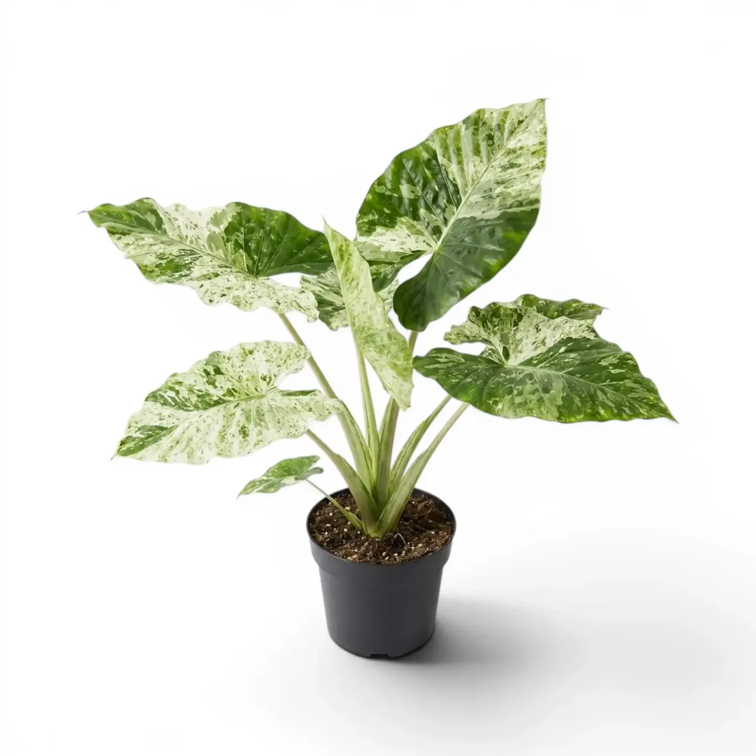 Alocasia Camouflage Variegated 10"