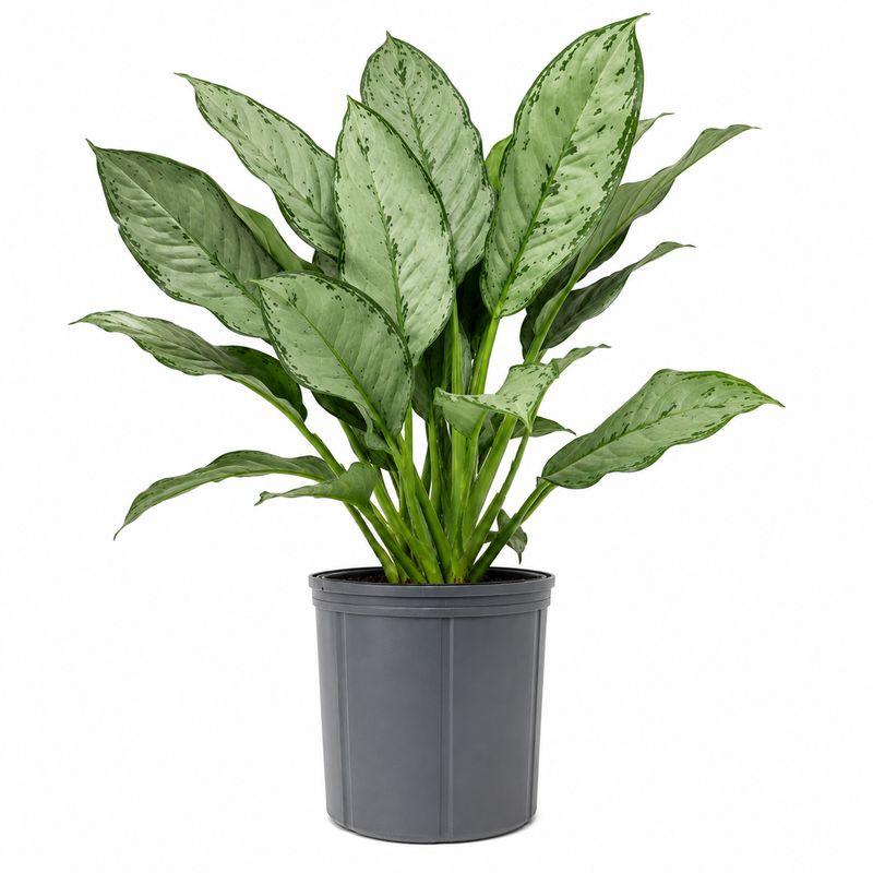 Aglaonema BJ Freeman 14"