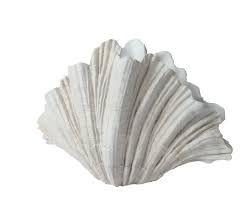 Planter Clam Shell 36cm